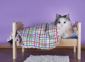Como fazer seu gato usar sua cama (5 métodos comprovados) 