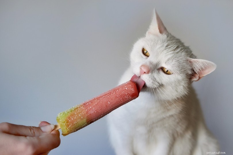 Kan katter smaka sötma? Här är vad vetenskapen säger