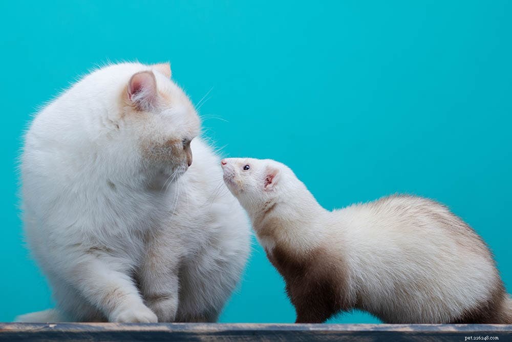고양이와 흰 족제비는 잘 지내나요? 알아야 할 사항!