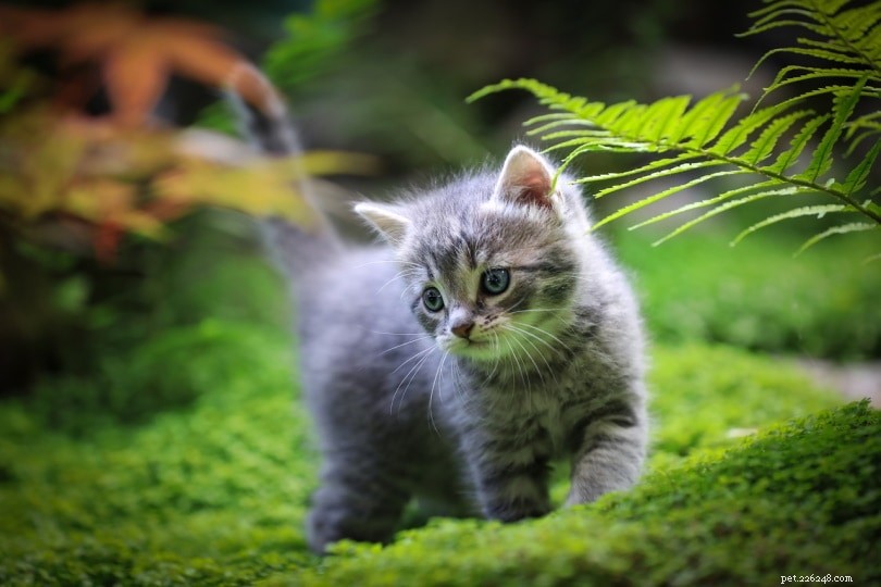 Являются ли папоротники токсичными для кошек? Что вам нужно знать!