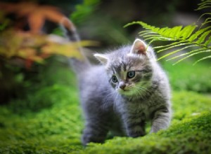Samambaias são tóxicas para gatos? O que você precisa saber!