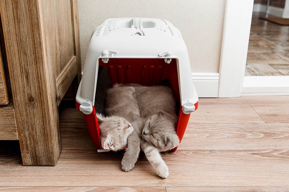 Как посадить кошку в переноску:9 проверенных методов, которые действительно работают