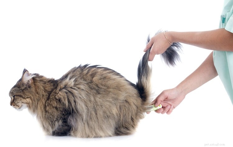 Como verificar os sinais vitais do seu gato em casa – 5 maneiras fáceis (pulso e mais)