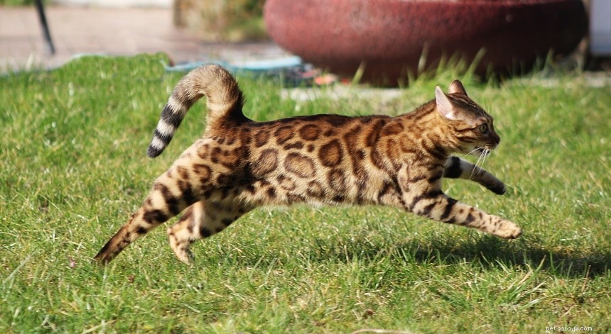 Waarom zijn katten zo flexibel?