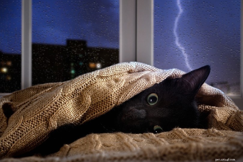 Come calmare il gatto durante un temporale (7 consigli che funzionano)