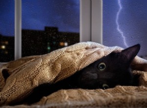 雷雨の際に猫を落ち着かせる方法（効果的な7つのヒント） 