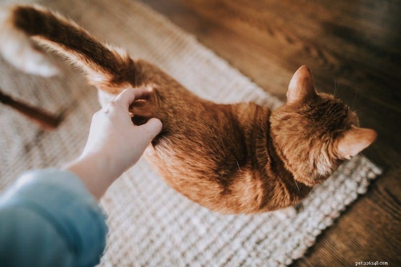 전문가에 따르면 고양이를 쓰다듬는 가장 좋은 방법과 장소