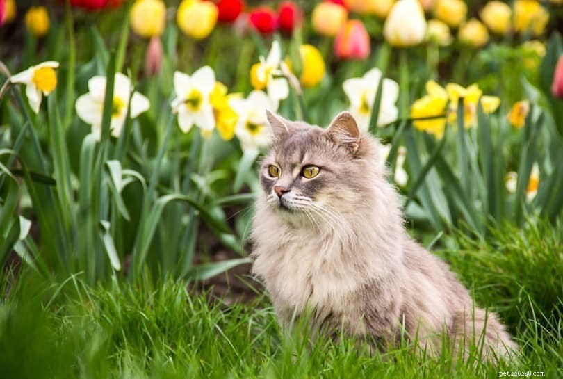 Zijn narcissen giftig voor katten? Wat u moet weten!