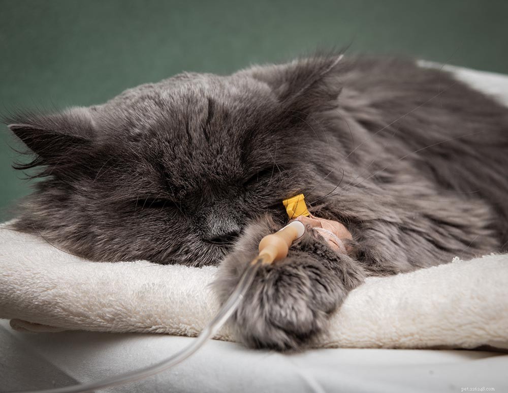 고양이의 켄넬 기침:증상, 원인 및 치료
