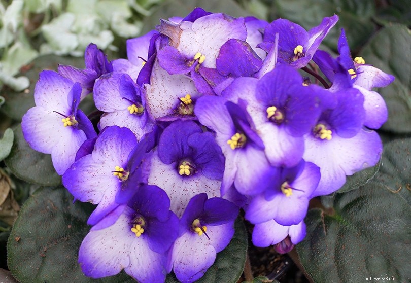 Är afrikanska violer giftiga för katter? Vad du behöver veta!