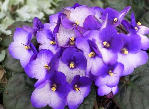 As violetas africanas são venenosas para os gatos? O que você precisa saber!