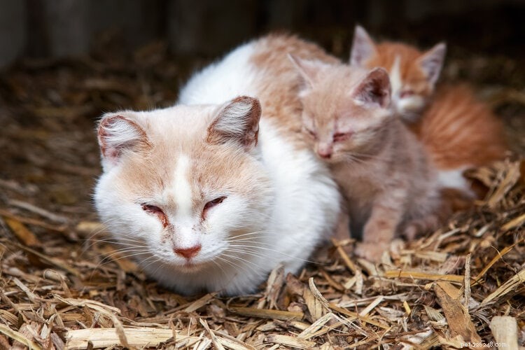 고양이의 켄넬 기침:증상, 원인 및 치료