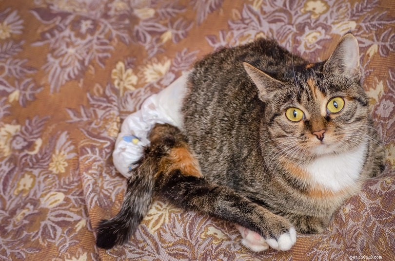 Подгузники для кошек:все, что вам нужно знать (за, против и советы)