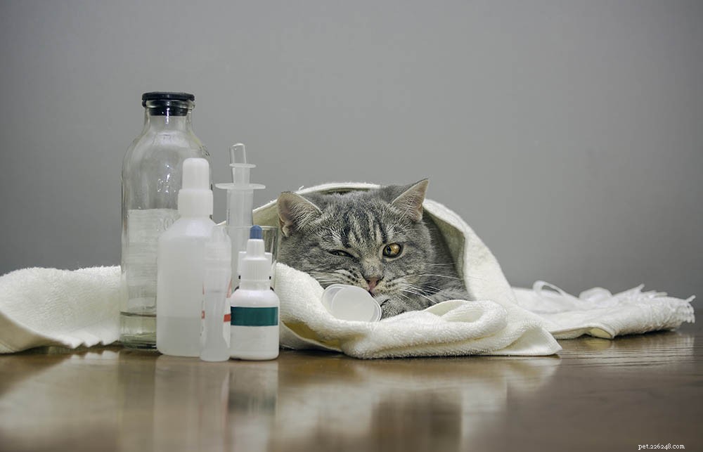 猫の犬小屋の咳：症状、原因、治療 