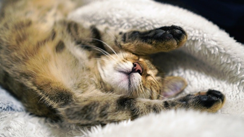 9 posizioni del gatto per dormire e cosa significano