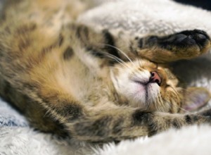 9 posições para dormir do gato e o que elas significam