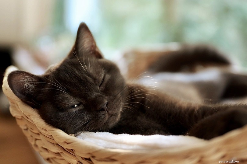9 sovställningar för katter och vad de betyder
