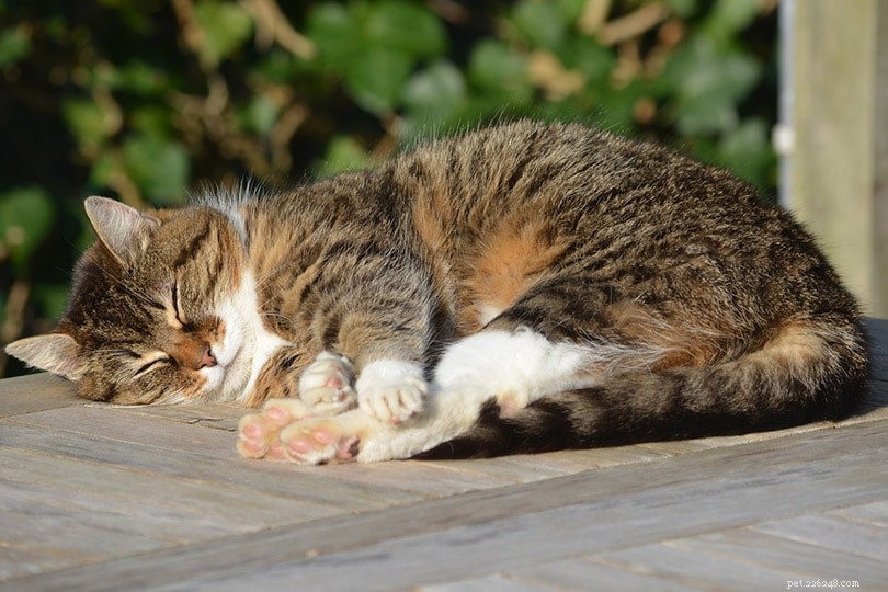 9 поз для сна кошек и их значение