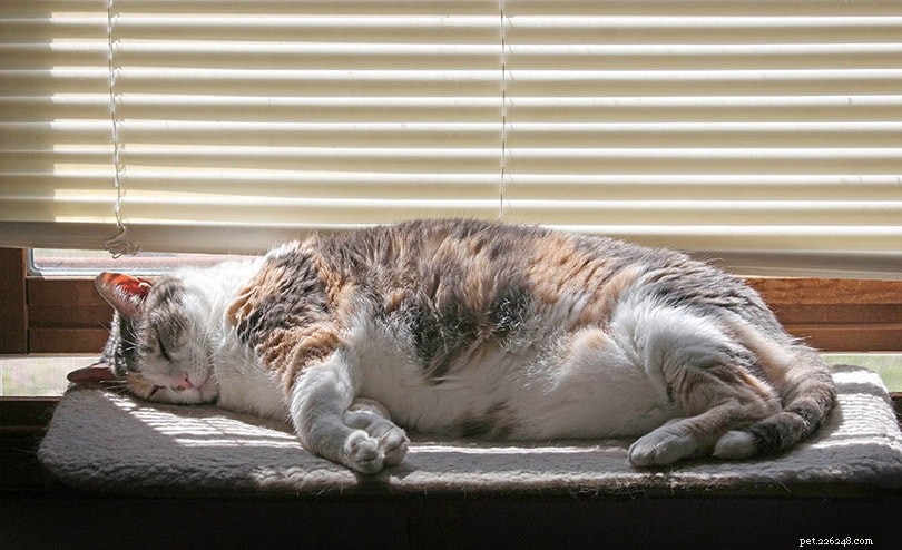9 sovställningar för katter och vad de betyder