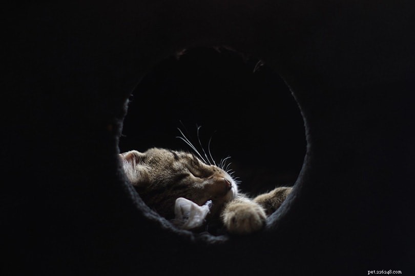 9猫の睡眠位置とその意味 