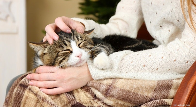 9 slaaphoudingen voor katten en wat ze betekenen