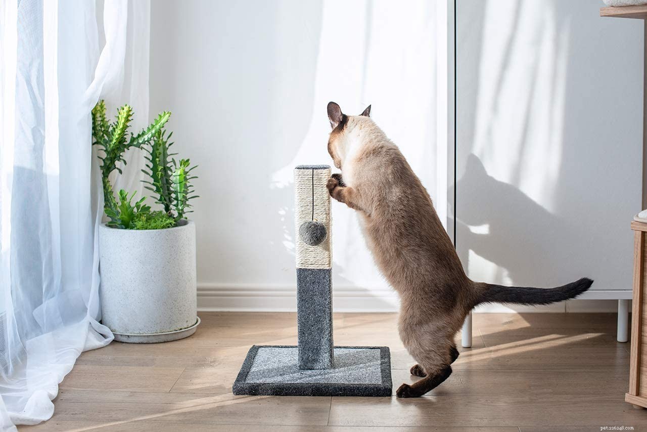 Come vivere con un gatto in un piccolo appartamento:10 cose da sapere