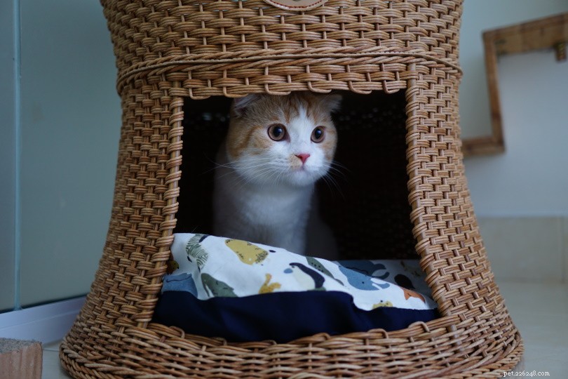 Hoe te leven met een kat in een klein appartement:10 dingen om te weten