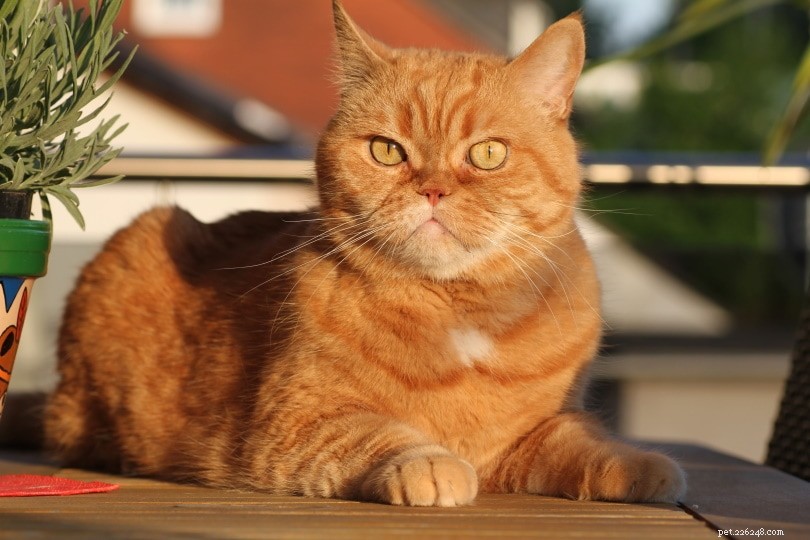 Vad betyder det när din katt blinkar mot dig?
