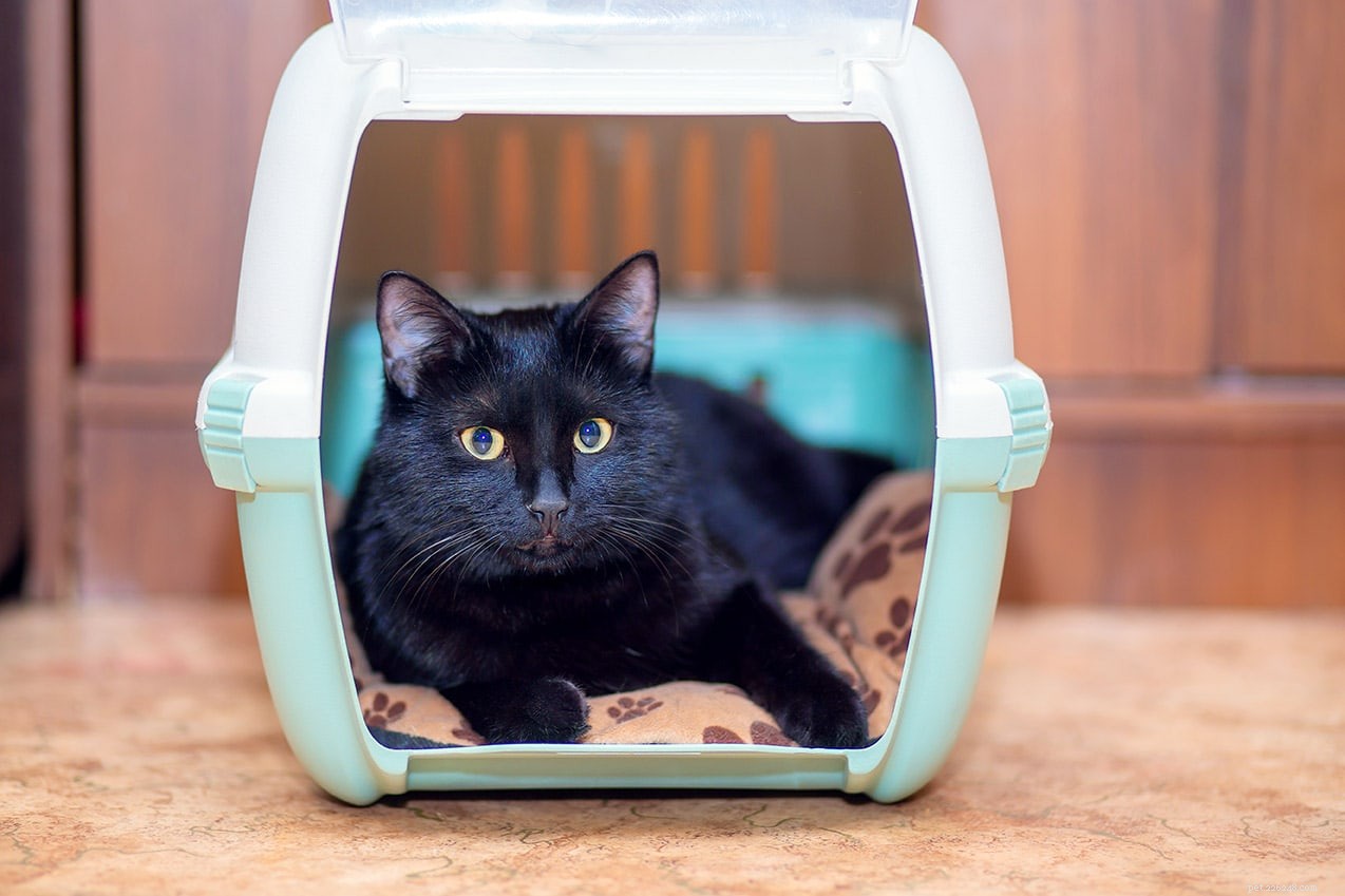 Você pode colocar seu gato em uma caixa à noite? O que você precisa saber!