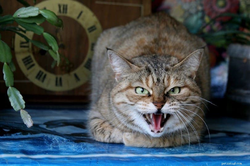 Vad betyder det när din katt blinkar mot dig?