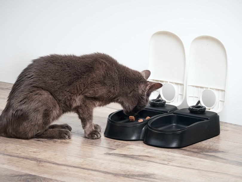 Como parar seu gato implorando por comida – 12 dicas que funcionam
