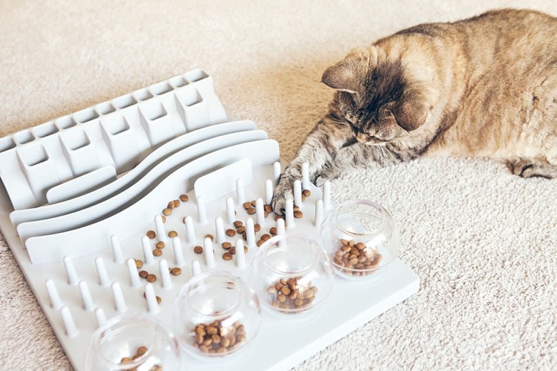 Hur du stoppar din katt att tigga mat – 12 tips som fungerar
