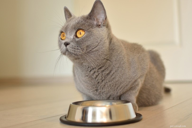 猫が食べ物を物乞いするのを止める方法–役立つ12のヒント 