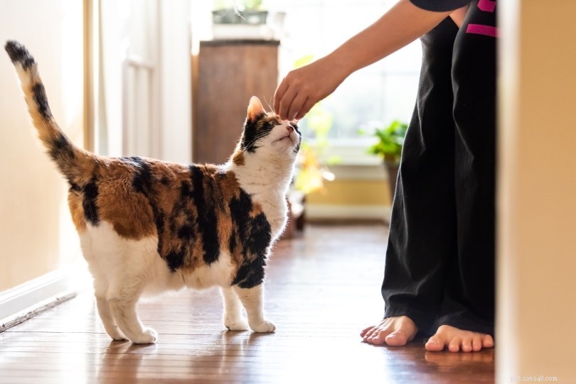 Hoe u kunt voorkomen dat uw kat om eten smeekt – 12 tips die werken
