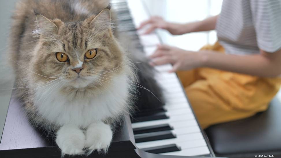Mají kočky rády hudbu? Co potřebujete vědět!