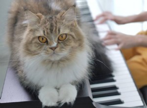 Os gatos gostam de música? O que você precisa saber!