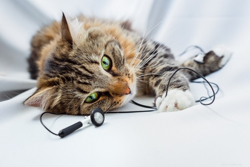 Gillar katter musik? Vad du behöver veta!