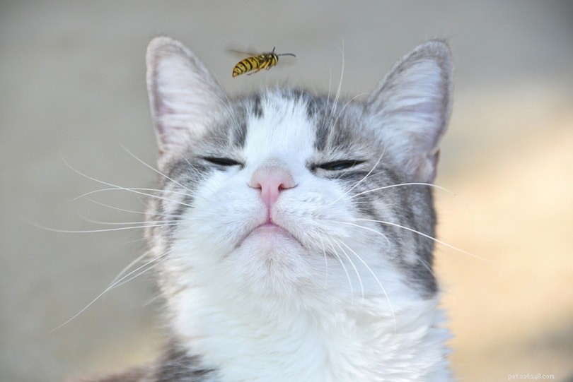 猫がハチやハチに刺された場合の対処方法 