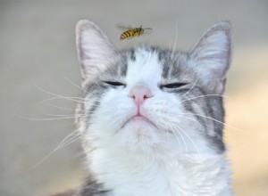 O que fazer se seu gato for picado por uma abelha ou vespa
