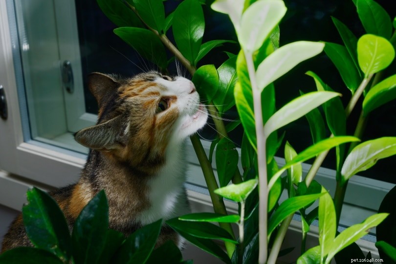 As plantas ZZ (Zamioculcas Zamiifolia) são tóxicas para os gatos?