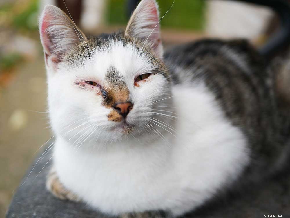 Konjunktivitida u koček (růžové oko):Léčba, příznaky a prevence