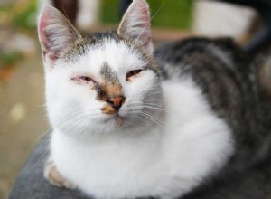 猫の結膜炎（ピンクアイ）：治療、症状、予防