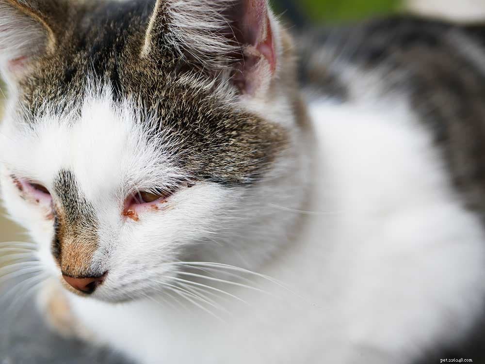 Konjunktivit hos katter (rosa öga):behandlingar, symtom och förebyggande