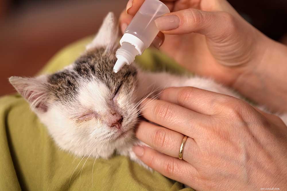 Conjunctivitis bij katten (roze oog):behandelingen, symptomen en preventie