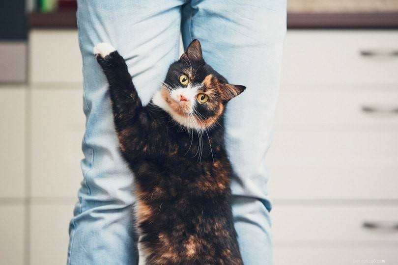 Os gatos ficam com ciúmes? Como identificar o comportamento ciumento em gatos