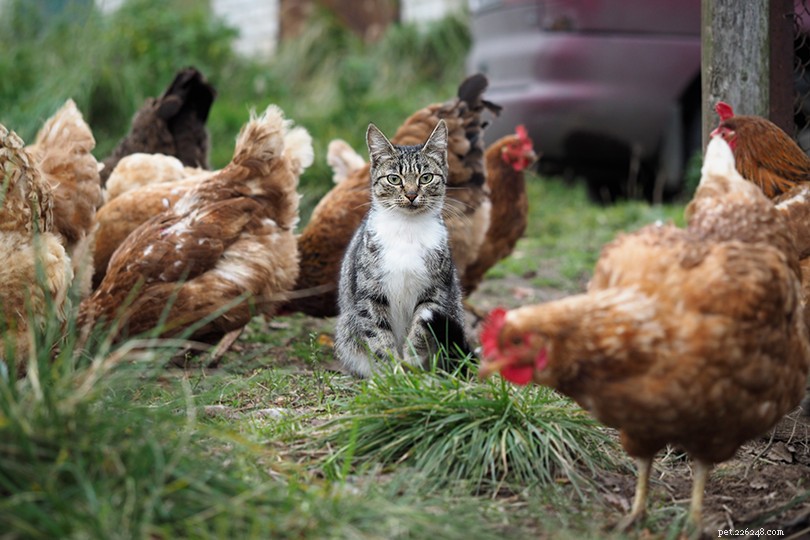 Presentazione reciproca di gatti e polli:cosa fare e cosa non fare