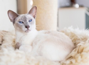 猫は自閉症になりますか？あなたが知る必要があること！ 