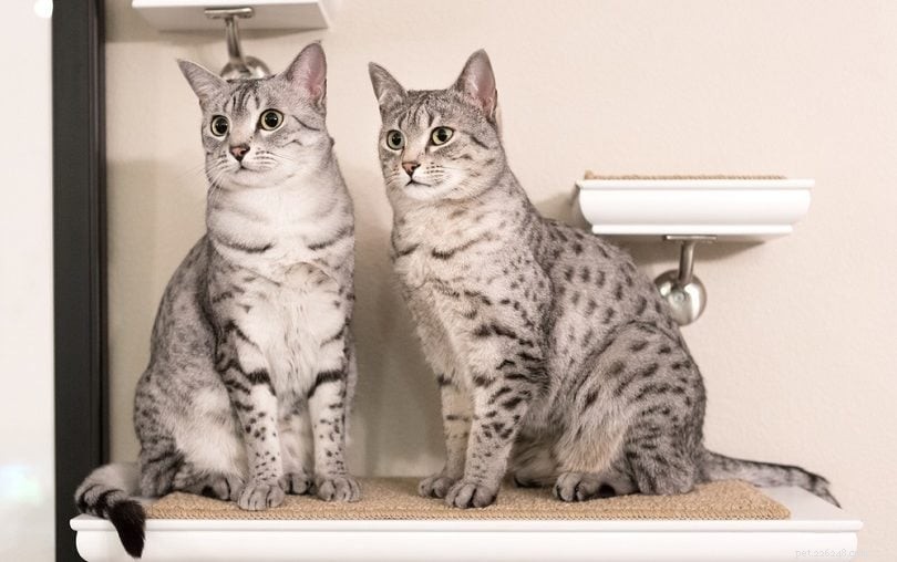 수컷 고양이가 암컷 고양이보다 더 애정이 있습니까?
