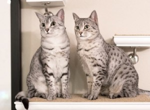 男性の猫は女性の猫よりも愛情深いですか？ 