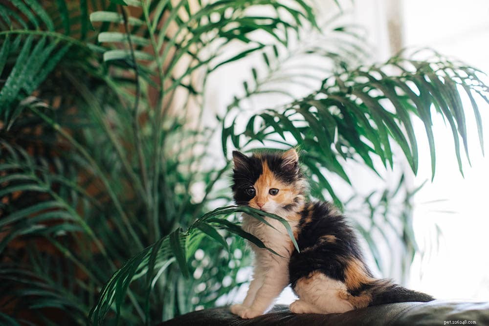 Jsou Majesty Palms toxické pro kočky? Co potřebujete vědět!
